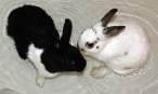 Wabbit wash.jpg