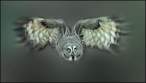 Owl.jpg