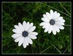 White Flowers.jpg