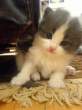 Kitten.jpg