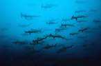 Shark attack.jpg