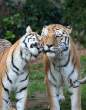 Tigers.jpg