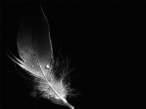 Feather.jpg
