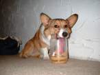 Lick.jpg