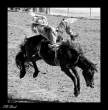 Wild horse.jpg