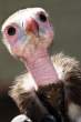 Birdie.jpg
