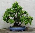 Bonsai_001 (10).jpg