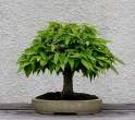 Bonsai_001 (16).jpg