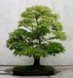 Bonsai_001 (19).jpg
