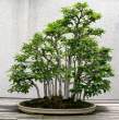 Bonsai_001 (23).jpg