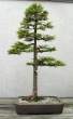 Bonsai_001 (26).jpg