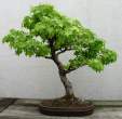 Bonsai_001 (28).jpg