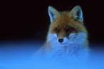 Fox.jpg