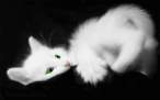 Kitten.jpg