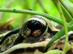 Frog.jpg