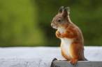 Chipmunk.jpg