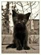 Black cat.jpg