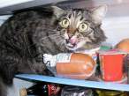 Caught.jpg
