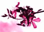 Pink Romace.jpg