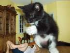 Big kitty.jpg