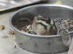 Squirell.jpg