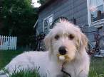 Puppy.jpg