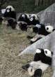 panda babies.jpg