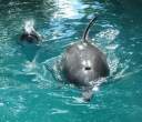 Dolphin.jpg