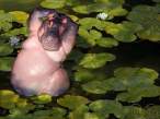 Topless hippo.jpg