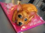 Fox.jpg