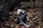 Little monkey.jpg