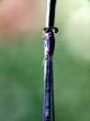 Blue Dragonfly.jpg