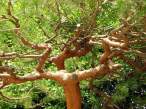 Japanese Tree.jpg