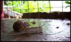 Snail.jpg