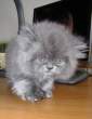 Kitten.jpg