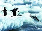 Penguins.jpg