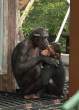 Monkeys.jpg