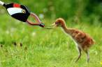 Feeding.jpg