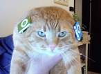 Cat.jpg
