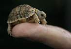 Turtle.jpg