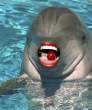 Cherry dolphin.jpg