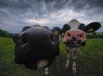 Cows.jpg