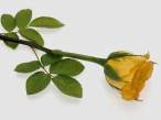 Yelow Rose.jpg