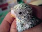 Baby parrot.jpg