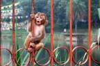 Monkey.jpg