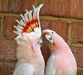 Parrot.jpg