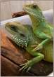 Lizzards.jpg