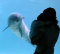 Dolphin.jpg