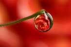 Rose drop.jpg