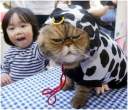 Cow kitty.jpg